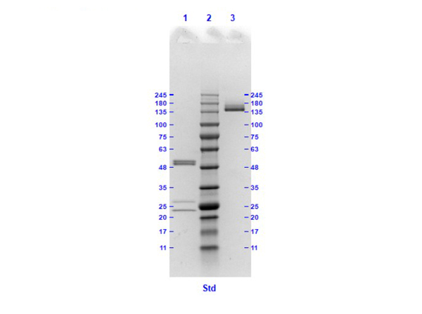 SDS results of HA clone 17C5